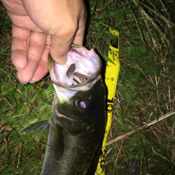 小さいながらもやっと１本